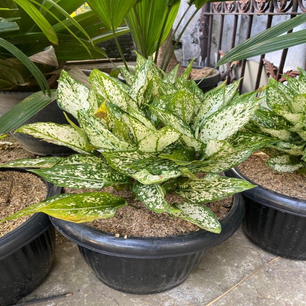 AGLAONEMA
