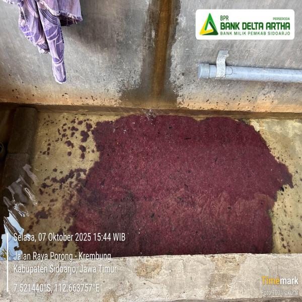 PENGEPUL CACING SUTRA