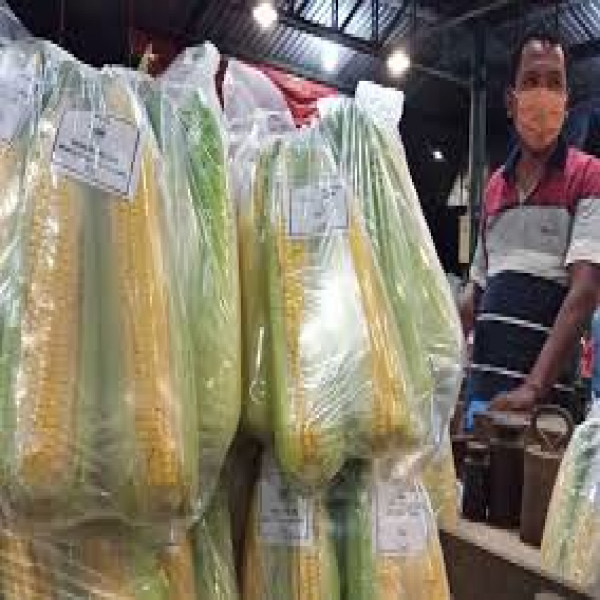 JAGUNG MANIS