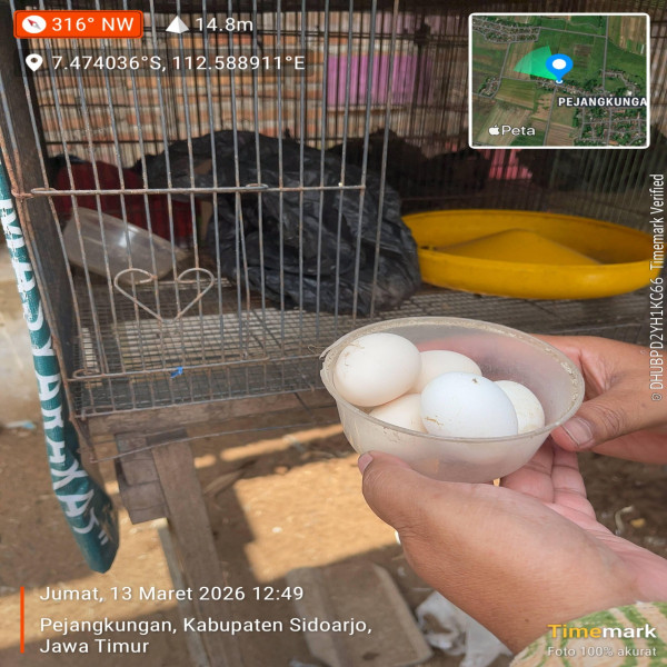 Telur Ayam Kampung