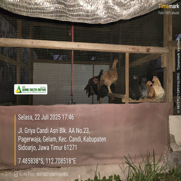 JUAL AYAM DAN TELUR