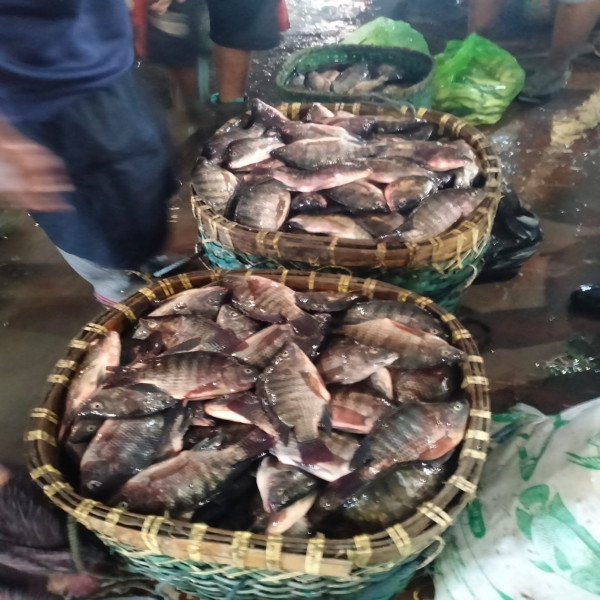 IKAN MUJAIR