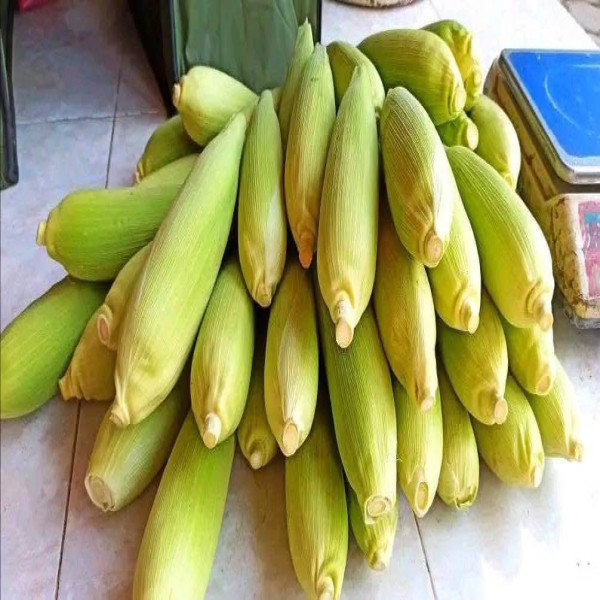 Jagung Manis