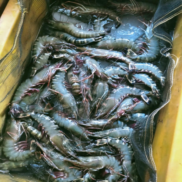 JUAL IKAN UDANG DAN PERSEWAAN PEMANCINGAN
