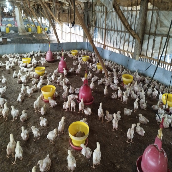Ayam Potong