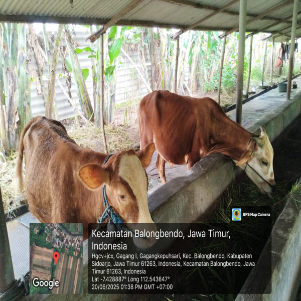 JUAL KAMBING SAPI