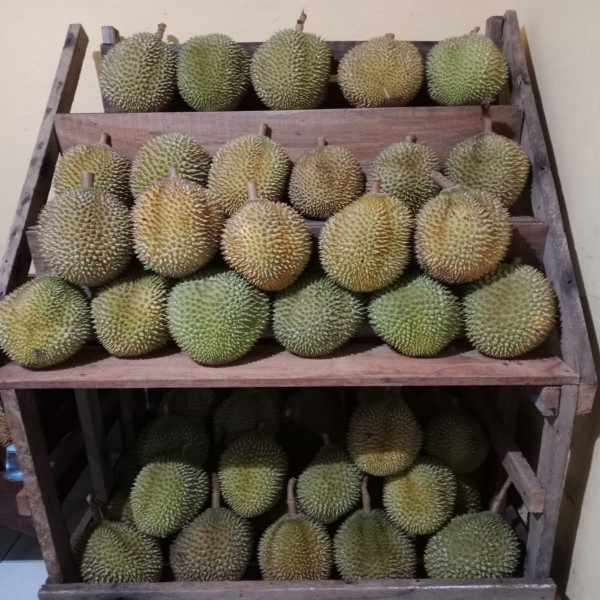 DURIAN