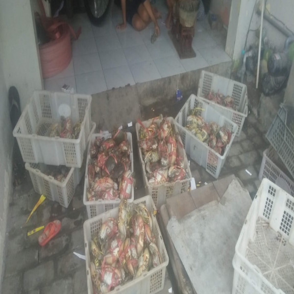 Kepiting Segar