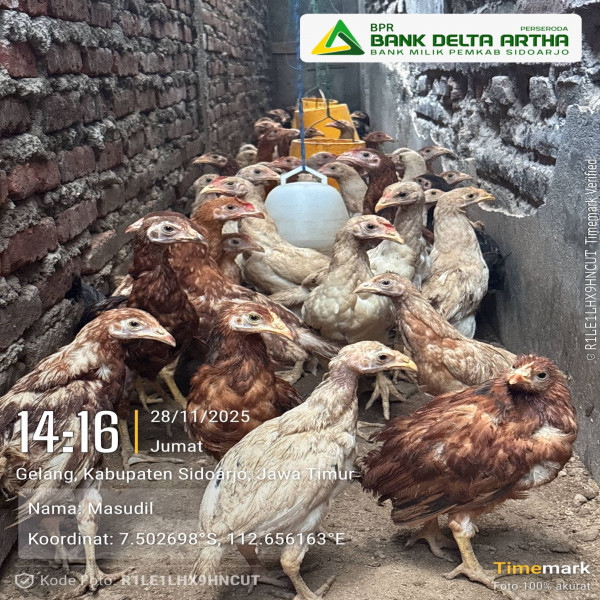 JUAL AYAM PEDAGING