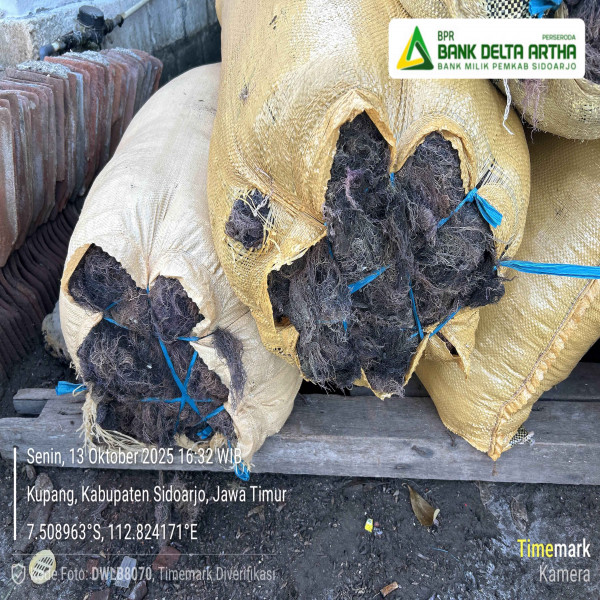 JUAL BELI RUMPUT LAUT