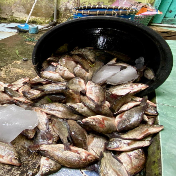 IKAN SEGAR JABON