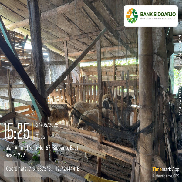 Jual Kambing