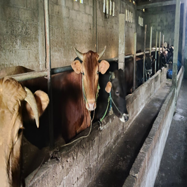 SAPI LIMOUSIN