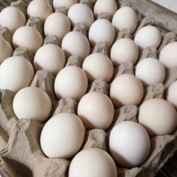 Telur Ayam Kampung