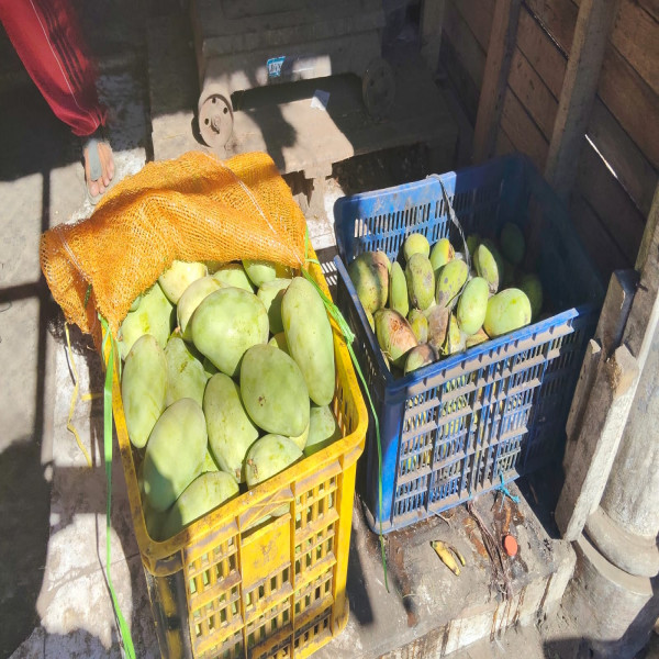 JUAL BUAH