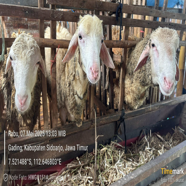 KAMBING JANTAN DAN BETINA