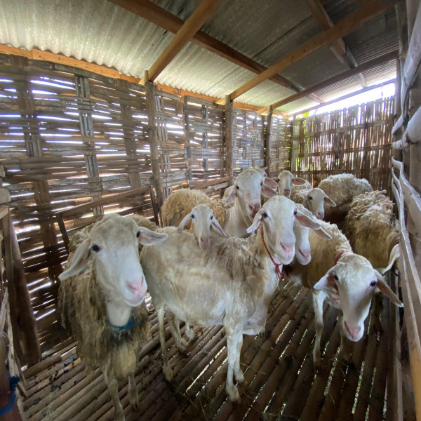 KAMBING SEHAT