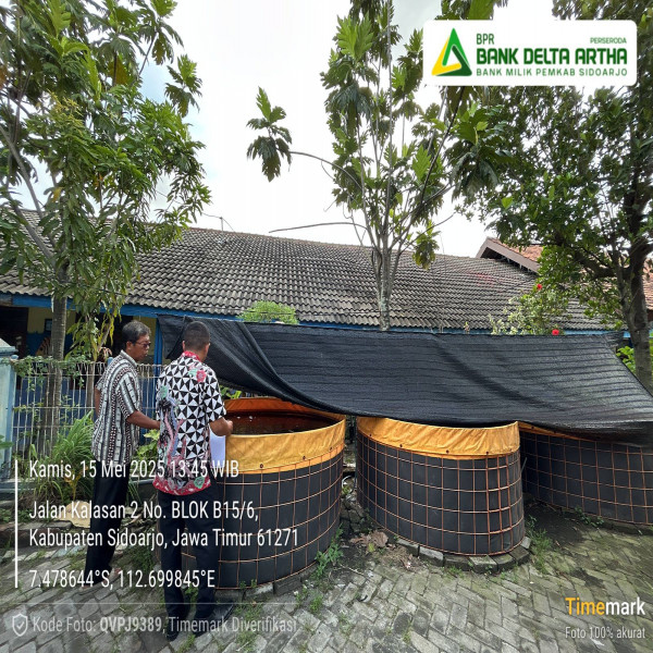 BUDIDAYA DAN JUAL IKAN LELE