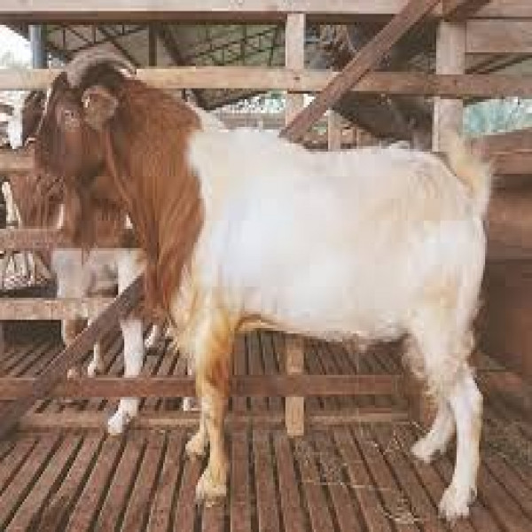 Jual Kambing