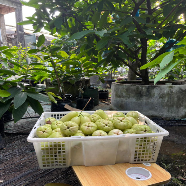 JUAL BELI JAMBU AIR