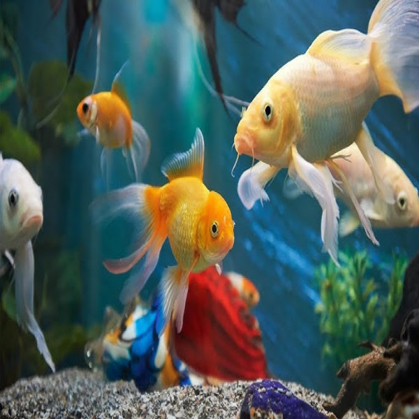 ikan hias