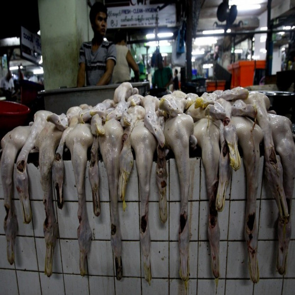 Daging bebek