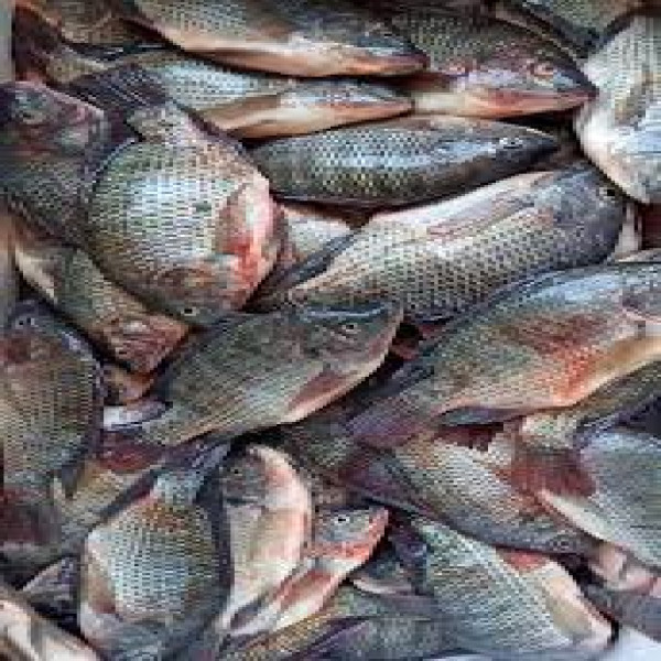 Ikan Segar