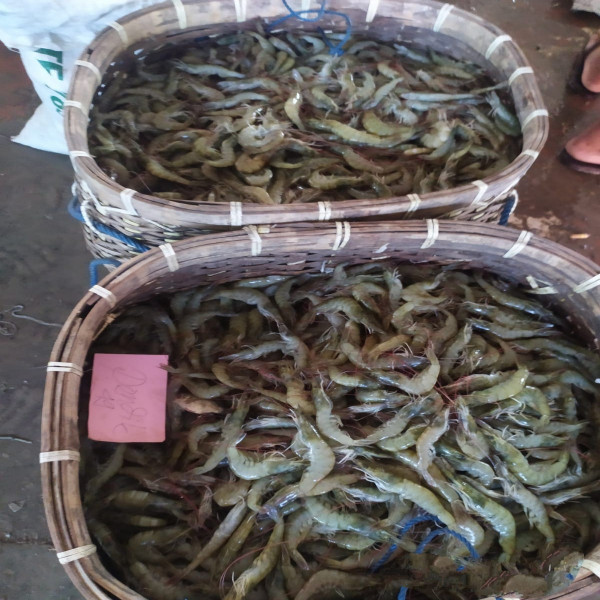 JUAL IKAN DAN UDANG